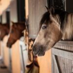Horses looking out of their stables