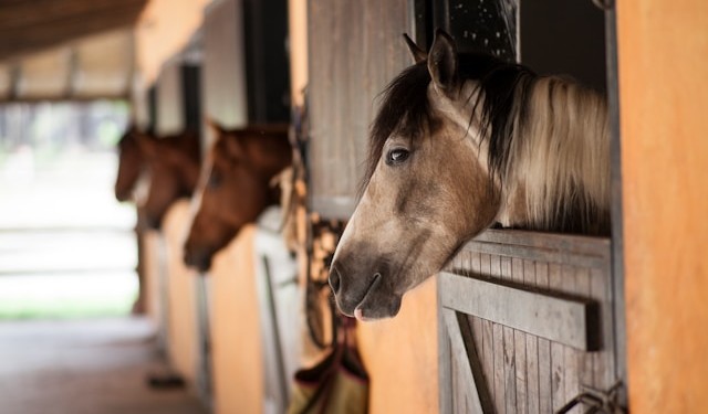 Horses looking out of their stables