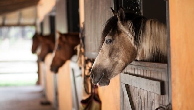 Horses looking out of their stables